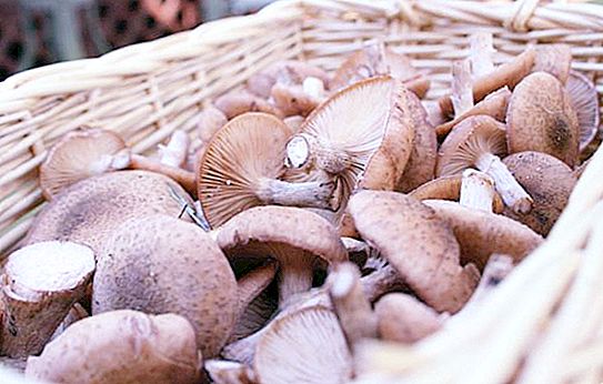 Ce ciuperci se recoltează în octombrie? Ciuperci în octombrie în suburbii