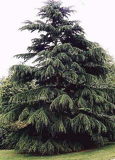 Himalaya cedertræ (Cedrus deodara): beskrivelse