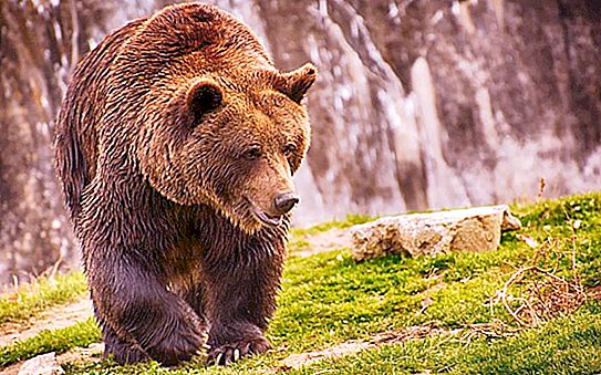 Grizzly bear og brun bjørn - funksjoner, egenskaper og interessante fakta