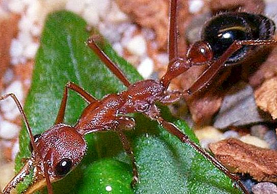 Semut bulldog: gaya hidup dan perilaku