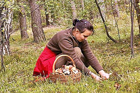 Poznámka pro houbaře: pravidla lesní cesty, sklizně a vaření