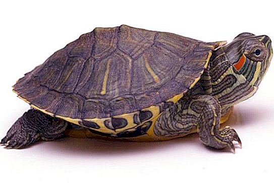 Продължителност на живота на костенурките. Възраст на костенурките. Размери на костенурките