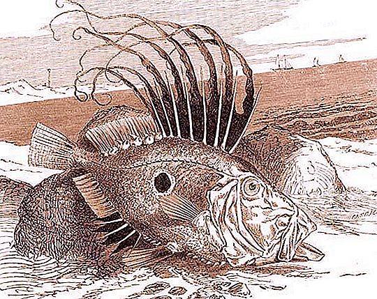 Sončne ribe: opis vrst, obnašanje in habitat