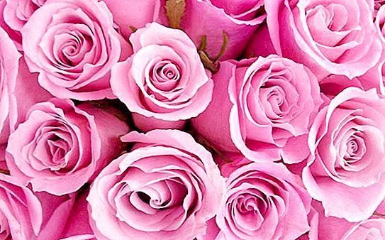 Rózsaszín rózsa és szimbolikája