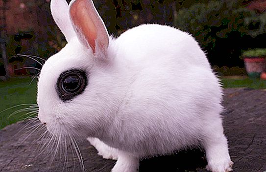 最小のウサギ：品種、説明、写真