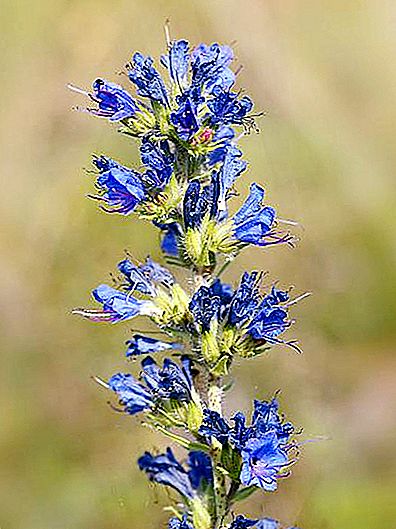 Paprastasis mėlynė - vaistinis augalas