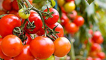 Tomat Turki kembali. Sanksi dihapus pada tomat Turki