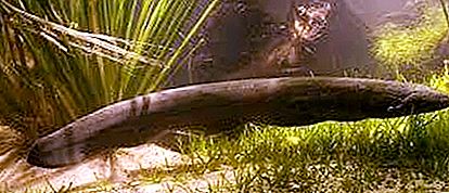 Elektriska ål - invånare i Amazonas leriga vatten