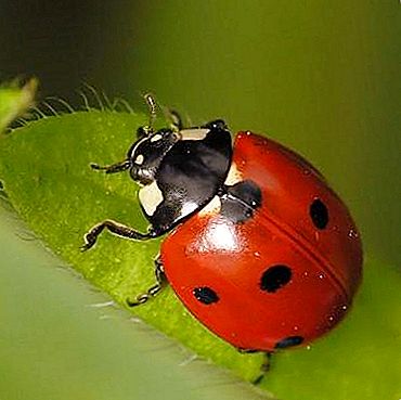 Ngunit pa rin, ano ang kinakain ng mga ladybugs?