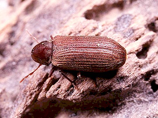Kumbang kayu: gaya hidup dan habitat