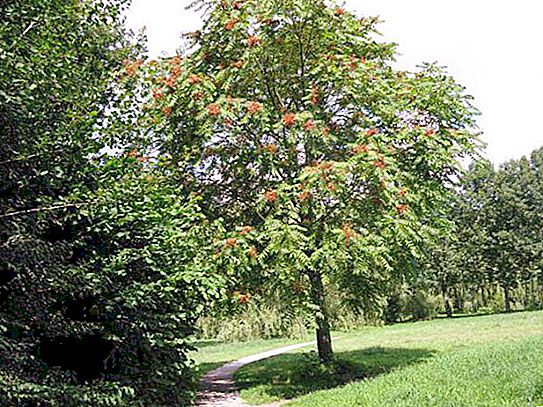 Aylant (boom): foto met een beschrijving