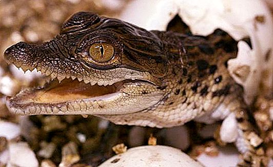 Mladići krokodila: zanimljive činjenice