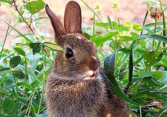 Wild rabbit in nature: description, photo