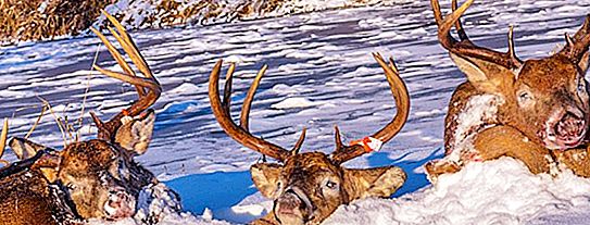 カナダの鹿-ツンドラのユニークな住人