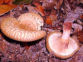 Kravské rty - nebezpečné a jedovaté houby