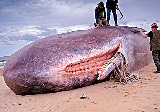 가장 큰 이빨 고래. 고래 크기