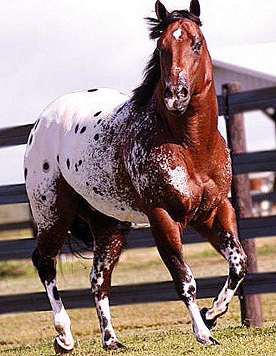 Pferd der Appaloosa-Rasse: Foto, Beschreibung. Appaloosa Pferd: Leopard, Bucht
