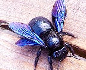 Ong thợ mộc là đại diện của anthophorids.