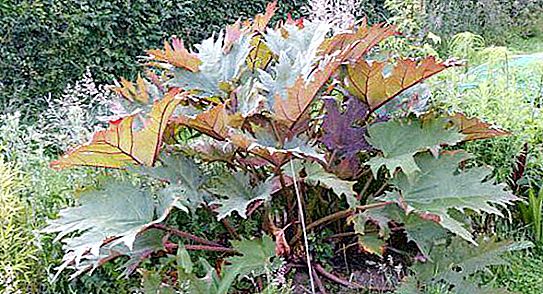 Tangut rhubarb: फोटो, विवरण, आवेदन