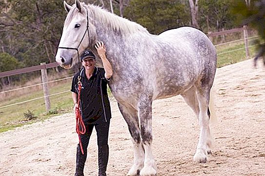 I più grandi cavalli del mondo sono i pesi massimi inglesi della razza Shire