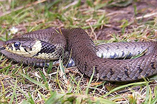 As cobras mais comuns da região de Rostov