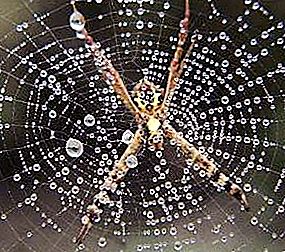 Hvor mange øjne har en edderkop, og hvilke typer edderkopper er der?