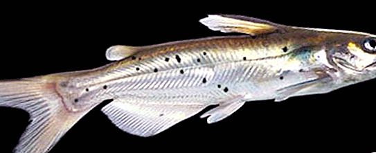 Canal Catfish: estrutura e reprodução