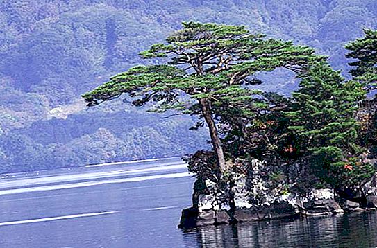 Dense-flowered pine: description, distribution and causes of extinction