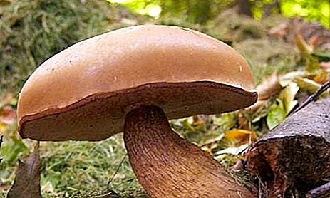 你知道蘑菇有多少吗？