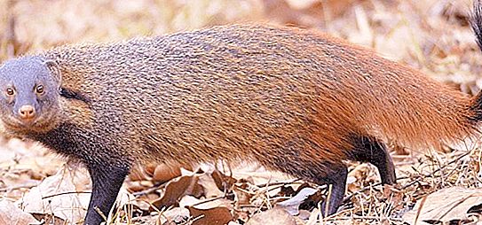 Mongoose ζώο: φωτογραφία και περιγραφή, τρόφιμα και ενδιαιτήματα