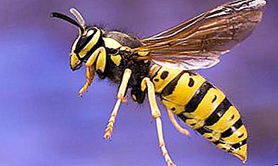 Hvad er hveps bange for? Nyttige tip
