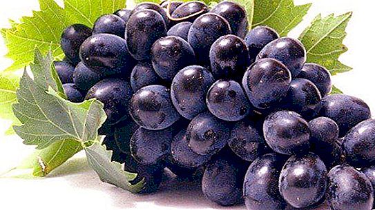 Filoksera grožđa: uzroci i mjere suzbijanja