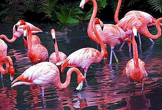 Flamingo (fågel): en kort beskrivning, funktioner och intressanta fakta