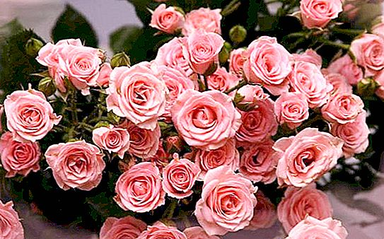 Interessante fakta om rosen, hvoretter du vil elske denne blomsten