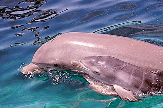 Kā delfīni vairojas? Pirmās skaista jauna jūras dzīves dienas