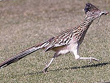 Kalifornie Cuckoo Plantain - skvělý běžec