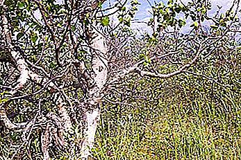 カレリアの白樺-素晴らしい木の質感