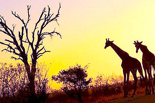 Kruger (parco nazionale): foto, descrizione