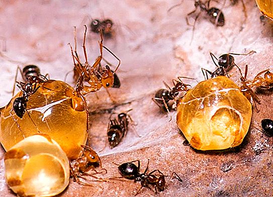 Mga honey ants: larawan, paglalarawan, tampok, pamumuhay