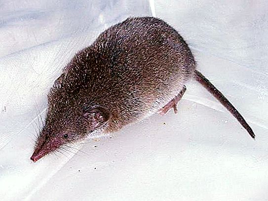 Myš s dlhým nosom: názov, opis druhu