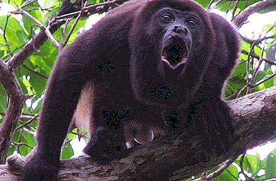Howler apa: beskrivning av primater och betydelsen av deras rop