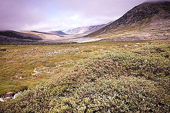 Komponen yang dilindungi khas sifat tundra. Tumbuhan dan haiwan tundra
