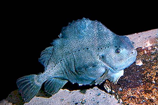 Pinagor 물고기와 그 특징
