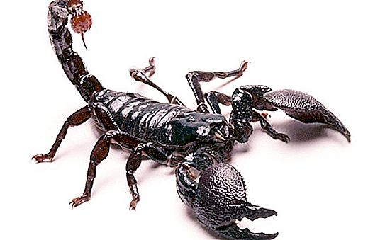 The most poisonous scorpion in the world: representatives and their features