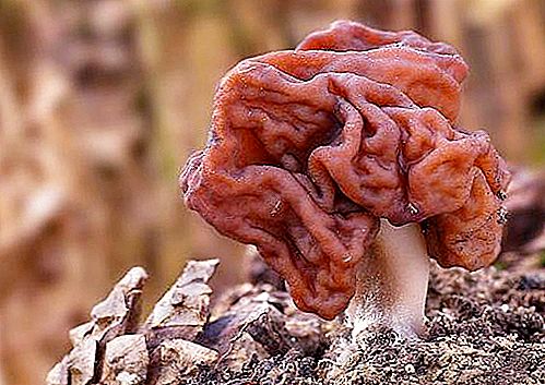 The line is ordinary: edible or not, description. Mushroom picker