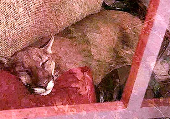 The woman returned home and could not believe her eyes: there was a cougar in her living room. The right reaction saved a woman's life