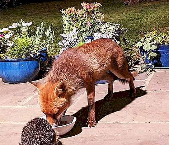 A resident of England fed foxes in the backyard every night. Once an unexpected guest joined them