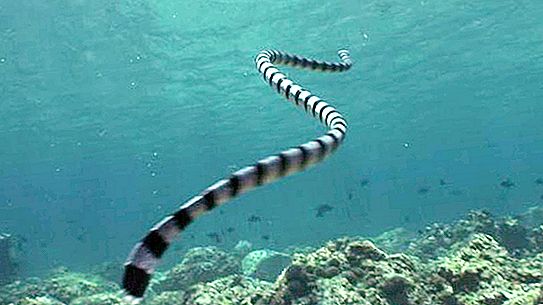 アゾフ海のヘビ：神話または現実