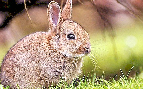 Conejo americano: razas, fotos, datos interesantes