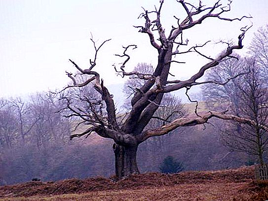 Onko Anchar trooppinen puu tai pensas? Kuvaus, elinympäristö. Anchar - kuoleman puu